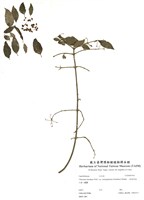 藏品(狹葉莢蒾)的圖片